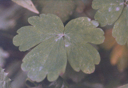 scan0010.tif
